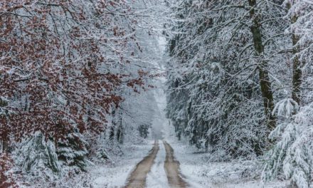 Winterdepression – Ursachen, Symptome und Behandlungsmöglichkeiten